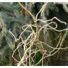 Larix decidua 'Horstmann Recurved' - modřín opadavý