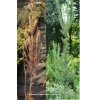 Larix kaempferi 'Jacobsen' - modřín japonský