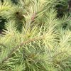 Larix kaempferi 'Magic Gold' kmínek - modřín japonský