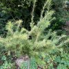 Larix kaempferi 'Magic Gold' kmínek - modřín japonský