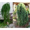 Larix kaempferi 'Stiff Weeping' - modřín japonský