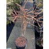Larix kaempferi 'Wolterdingen' - modřín japonský