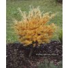Larix kaempferi 'Wolterdingen' - modřín japonský