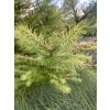 Larix kaempferi 'Magic Gold' - modřín japonský