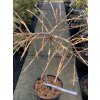 Larix laricina 'Newport 17' - modřín americký