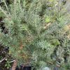 Larix laricina 'Deborah Waxman' - modřín americký