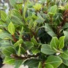 Laurus nobilis 'Bay Junior' kmínek - vavřín vznešený