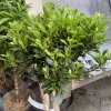 Laurus nobilis 'Bay Junior' kmínek - vavřín vznešený