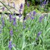 Lavandula angustifolia 'Blue Scent' - levandule
