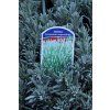 Lavandula angustifolia 'Edelweiss' - levandule
