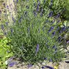 Lavandula angustifolia 'Hidcote' - levandule
