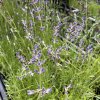 Lavandula angustifolia 'Munstead' - levandule