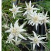 Leontopodium alpinum - protěž alpská