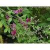 Lespedeza thunbergii - lespedézie
