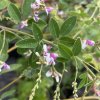 Lespedeza thunbergii 'Edo-shibori' - lespedézie