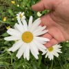 Leucanthemum x superbum 'Silberprinzeßchen' - kopretina zahradní