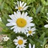 Leucanthemum x superbum 'Silberprinzeßchen' - kopretina zahradní