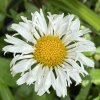 Leucanthemum x superbum 'Snowdrift' - kopretina