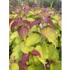 Leycesteria formosa 'Golden Lanterns' - leycesterie krásná