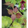 Leycesteria formosa 'Golden Lanterns' - leycesterie krásná