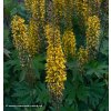 Ligularia przewalski - popelivka Przewalského
