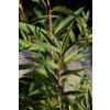 Ligustrum chenaultii - ptačí zob Chenaultův
