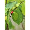 Lindera benzoin - lindera
