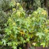 Liquidambar styraciflua 'Gum Ball' - ambroň západní