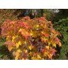Liquidambar styraciflua 'Gum Ball' - ambroň západní