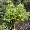 Liquidambar styraciflua 'Gum Ball' kmínek - ambroň západní