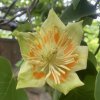 Liriodendron tulipifera - liriovník tulipánokvětý