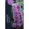 Liriope muscari 'Big Blue' - liriope