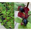 Lonicera involucrata - zimolez zákrovečný