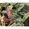 Lonicera italica (x) 'Harlequin' - zimolez