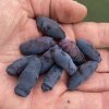Lonicera kamtschatica 'Aurora' - zimolez kamčatský