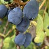 Lonicera kamtschatica 'Duet' - zimolez kamčatský