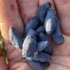 Lonicera kamtschatica 'Eisbar' - zimoléz kamčatský