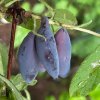 Lonicera kamtschatica 'Leningradskij Welikan' - lidově kamčatská borůvka