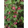 Lonicera korolkowii var. zabelii - zimolez Korolkovův
