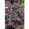 Loropetalum chinense 'Pipa's Red' - vilín čínský