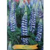 Lupinus 'Governor' - (vlčí bob mnohokvětý)