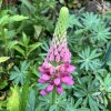 Lupinus 'Nanus Russell Gallery Rot' - lupina (vlčí bob mnohokvětý)