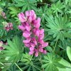 Lupinus 'Nanus Russell Gallery Rot' - lupina (vlčí bob mnohokvětý)