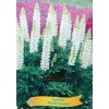 Lupinus 'Noble Maiden' - (vlčí bob mnohokvětý)