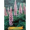 Lupinus 'The Chatelaine' - (vlčí bob mnohokvětý)