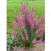 Lythrum salicaria 'Pink Blush ' - kyprej vrbice