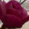 Magnolia 'Black Tulip'® - magnólie / šácholan