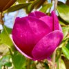 Magnolia 'Black Tulip'® - magnólie / šácholan