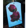 Magnolia 'Genie' - magnólie / šácholan