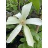 Magnolia 'Golden Endeavour' - magnólie / šácholan